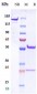 Anti-CD9 Reference Antibody (Genentech patent anti-CD9)